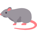 rat